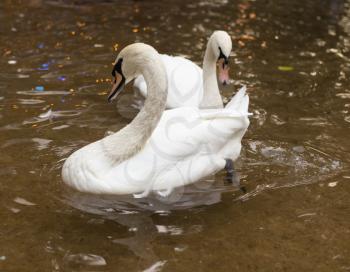 two swans on the pond