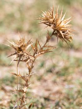 Dry prickly plant in nature