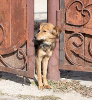 dog peeking out of the gate