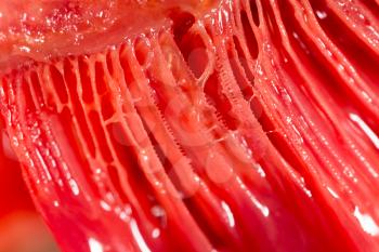 red gills of fish as background. macro