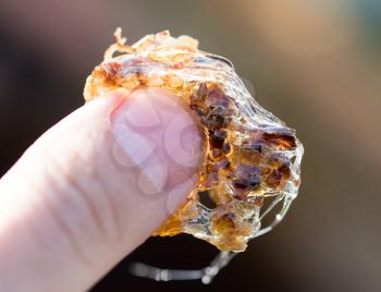 Honey on his finger in the apiary