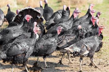 farm turkeys outdoors