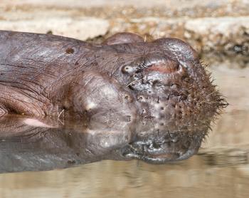 hippopotamus on the water surface