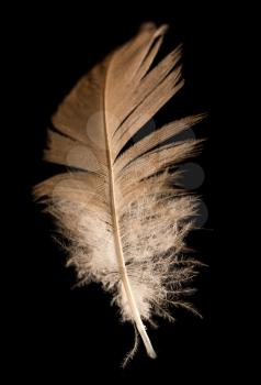 feather on a black background