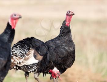 farm turkeys outdoors