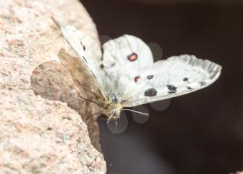 Butterfly on a rock in nature