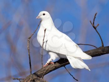 white dove on the tree in nature