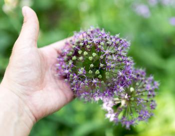 blue flower in hand on nature