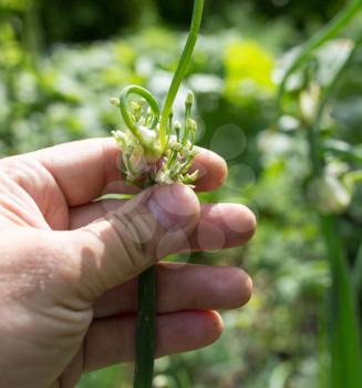 green onions in hand on nature