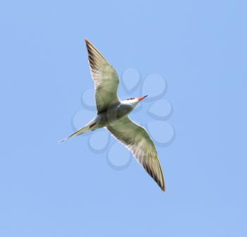 seagull in flight against blue sky