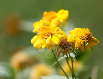 yellow flower in nature