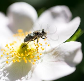 bee on flowers in nature. macro