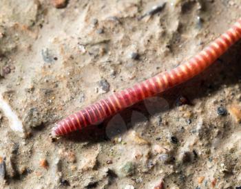 red worm on the ground. macro