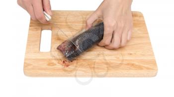 preparation of herring on a board on a white background