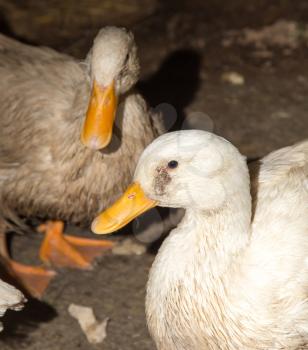 white duck on a farm