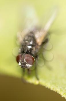 fly on a green leaf. macro