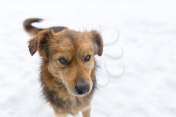 dog on nature in winter