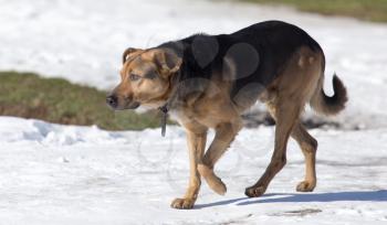 dog on nature in winter