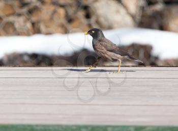 Starling on the ground in winter