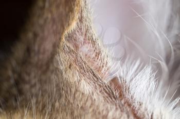 Hair on the ears of a cat. macro