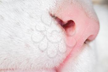 Beautiful cat's nose as a background. macro