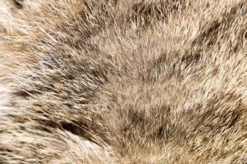 Fluffy cat hair as background. Beautiful texture