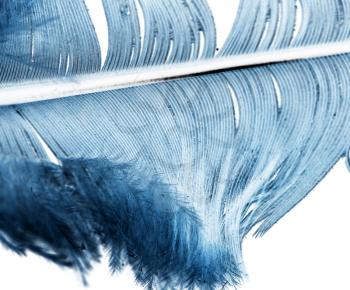 blue feather on a white background . A photo
