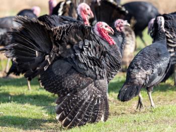 farm turkeys outdoors . A photo