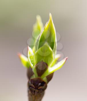 A green bud grows on a tree in the spring .