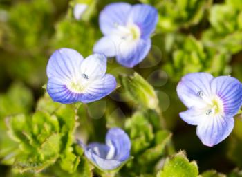 Beautiful little blue flower on nature. macro