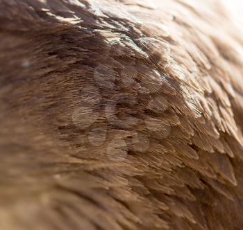Feathers of an eagle as a background in nature