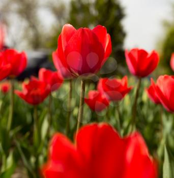 Beautiful red tulips in a park in the nature