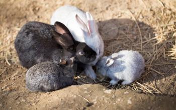 Hares on the ground in the wild .