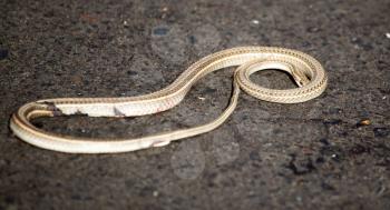 Auto crippled a snake on the road .