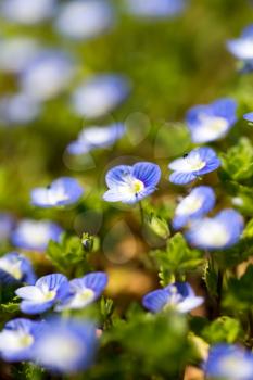 Small blue flowers in a park in the nature