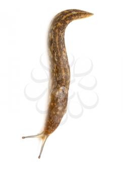 Slug snail isolated on white background. macro