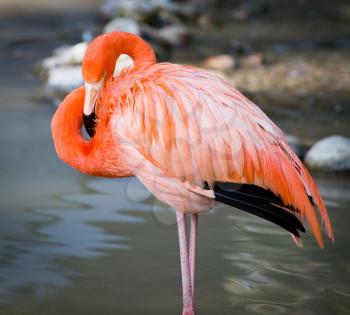 Pink flamingo on a pond in nature .