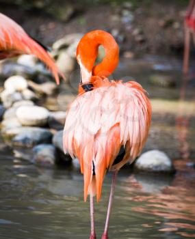 Pink flamingo on a pond in nature .