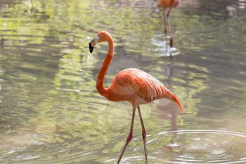 Pink flamingo on a pond in nature .