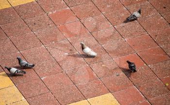 A flock of pigeons on the sidewalk in the city .