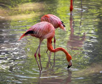 Pink flamingo on a pond in nature .