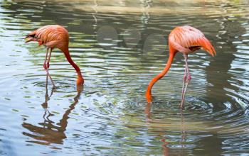 Pink flamingo on a pond in nature .