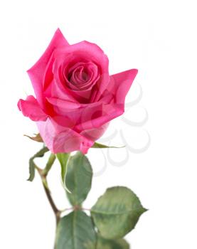 Royalty Free Photo of a Pink Rose
