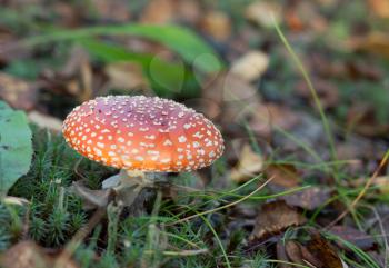 Royalty Free Photo of a Poisonous Mushroom