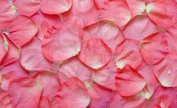 Royalty Free Photo of Rose Petals