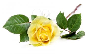 Royalty Free Photo of a Yellow Rose