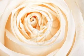 Royalty Free Photo of a White Rose