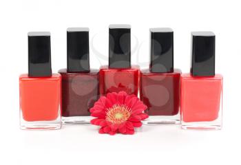 Nail polish and red gerbera. Isolate on white.