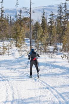 Cross-country skiing: man cross-country skiing on a sunny winter day in forest