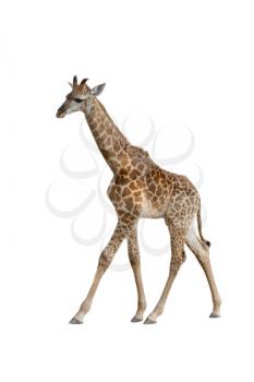 baby giraffe isolated on white background